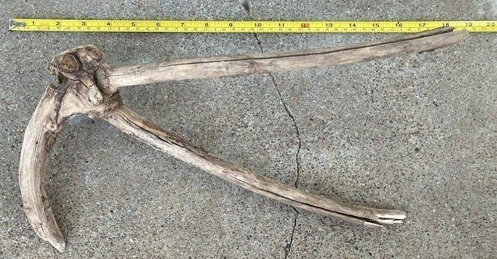 Ohio River Driftwood 15.25"x8"x3.25"